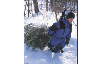 Christmas Trees: a renewable resource