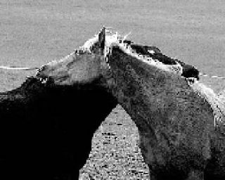 Horses photographed on Lopez Island.