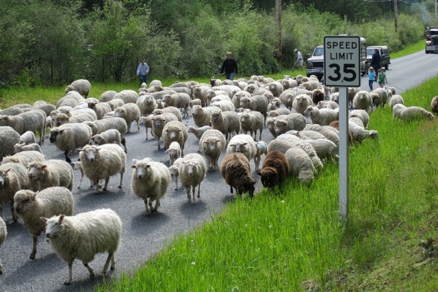 Don’t miss the Lopez Lamb
