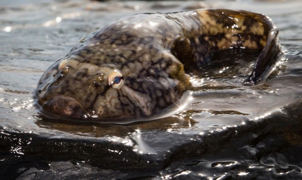 Northern clingfish are unique because of their powerful suction ability.