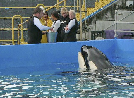 Lolita awaits a reward following a performance at Seaquarium in Miami