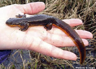 A rough skinned newt