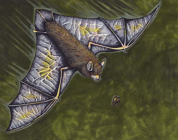 Proceeds of the Bat Bash Dinner will support the installation of at least one new-generation weatherproof ultrasound recorder on Lopez