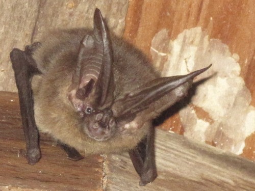 Townsend Bat in Crow Valley