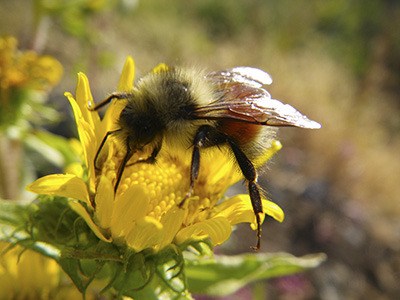 Can radio frequency signals cause bee colony collapse?
