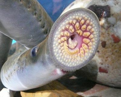 The formidable mouth of a lamprey.
