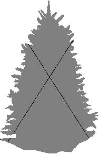 CHRISTMAS TREES:   A RENEWABLE  RESOURCE