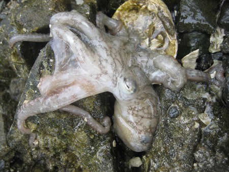 The delicate gray smooth-skinned octopus