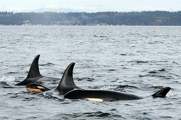 J55 swimming with the adult orcas in Puget Sound