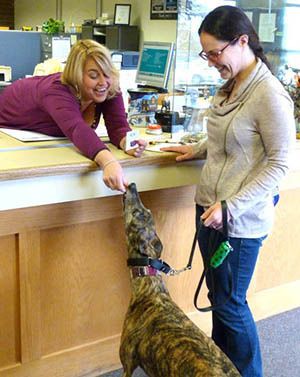 All dogs in San Juan County are required by law to be licensed.