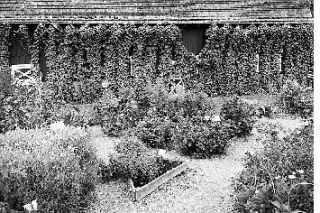 Diane’s display garden at Heritage Farm with Grandpa Ott’s Morning Glories covering the barn.