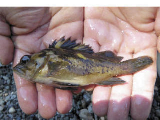 Above : A juvenile Copper rockfish raises its dorsal spines when handled. Left: Close-up view of a 5-inch juvenile Black rockfish found feeding in an eelgrass meadow.