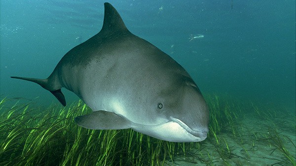 There has been an increase in local harbor porpoise strandings. Scientists are looking for clues as to why.