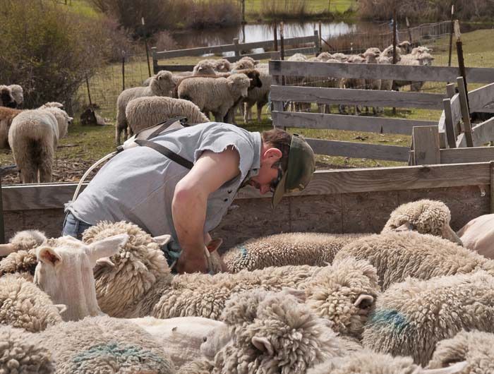 Lopez sheep farmer Don Burt with his sheep.