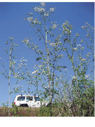 Poison hemlock is an abundant and toxic weed on Lopez.