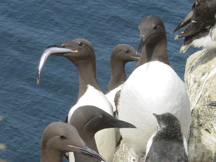 A seabird chowing down on a sand lance.