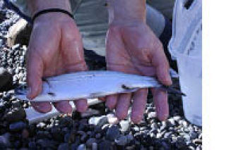 Kwiaht salmon project underway Is this true or false?