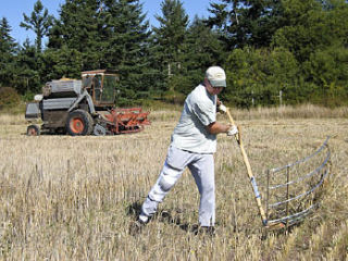 Renewing grain farming on Lopez