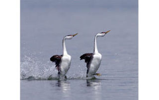 Good grebe