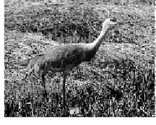 A sandhill crane in Homer