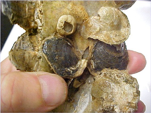 Juvenile Olympia oysters just a few months old.