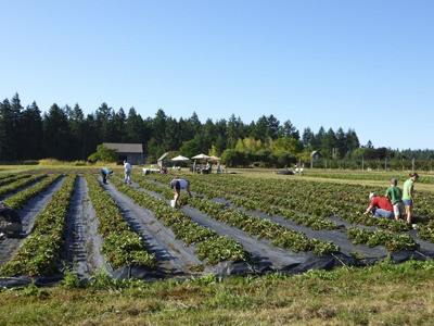 Eric Hall and Elf Fay grow organic strawberries and raspberries at Crowfoot Farm on Lopez Island.