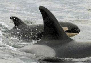 Orca birth brings population to 88