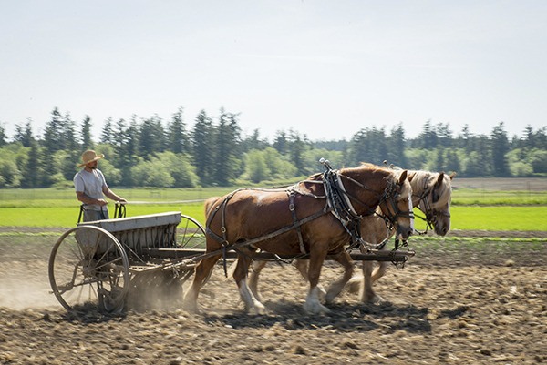 Horse Drawn Farm.