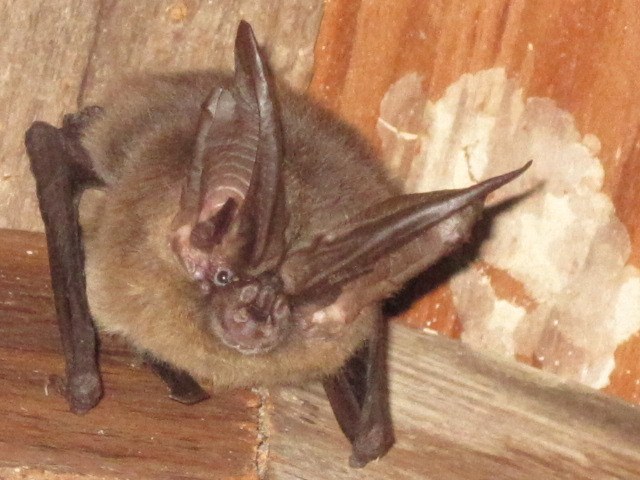 A Townsend Bat in Crow Valley