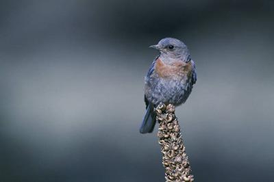 Western bluebird