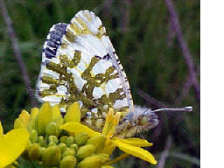 An adult Island Marble on flowering Brassica rapa.