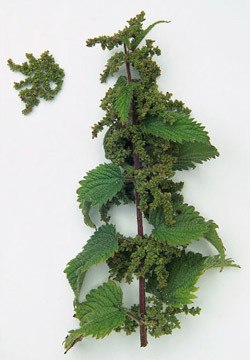 Stinging nettle (urtica dioica).