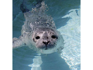 Wolf Hollow and Harbor Seal Pups