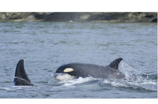 The Center for Whale Research has confirmed the birth of a new K pod calf. If it survives that critical first year