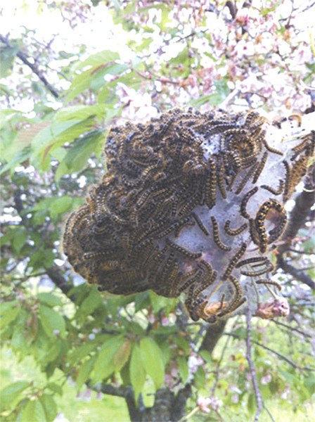 A large “tent” of caterpillars gathered on a tree branch.