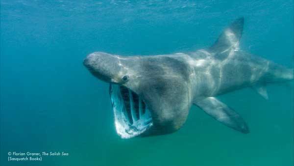 Basking shark