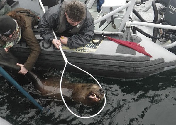 It was a team effort to free a Steller Sea Lion from a piece of plastic packing strap that was wrapped around its neck. If left alone