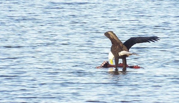 Kwiaht volunteer Lisa DiGiorgio captured a photo of an eagle feasting on a giant Pacific octopus.