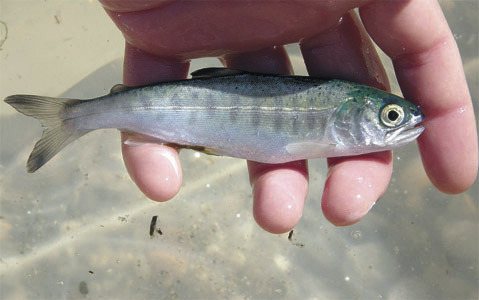 A juvenile chinook salmon.