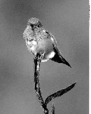 Allens Hummingbird photographed in Malibu