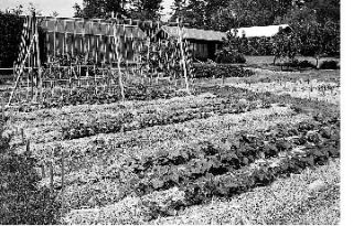 Rows of bush beans and pole beans in the Hatch garden
