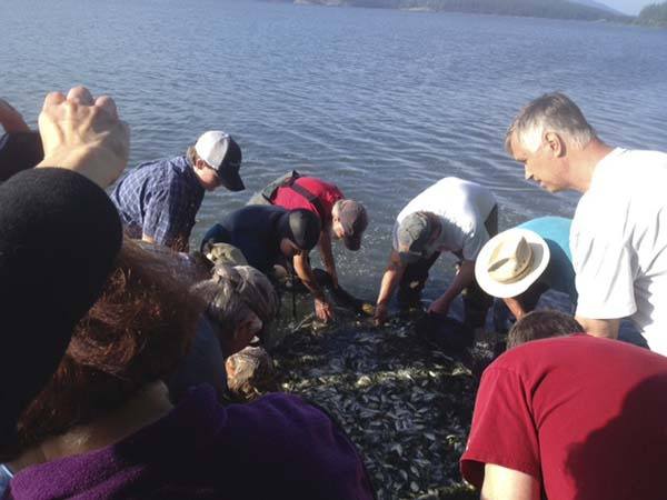 Shoreline species are currently active off of Lopez Island coast.