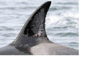 Transient ecotype killer whale T99A 35 days after tagging and two days after tag transmission ceased