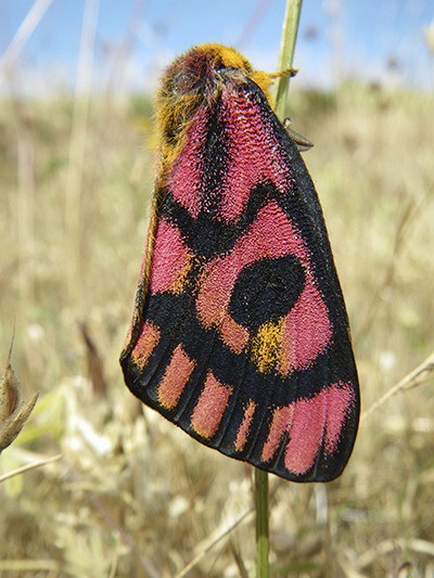 This Sheep Moth photographed at Iceberg Point