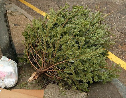 Last year’s Christmas tree chipping program diverted approximately three tons of Christmas trees from the landfill. So the County Public Works Department decided to do it again by mulching trees for a public project. Reduce the volume of holiday trash by bringing clean