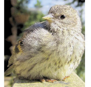 A fledgling Goldfinch