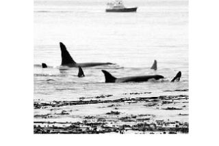 Orcas off the coast of San Juan Island