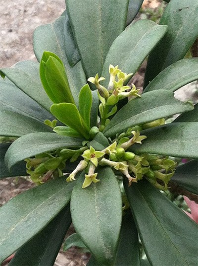 Spurge laurel