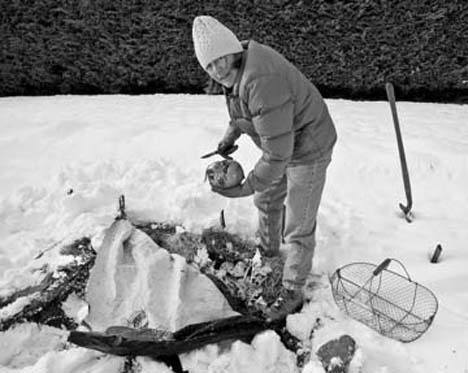 Plant rutabaga now and you can harvest it this winter