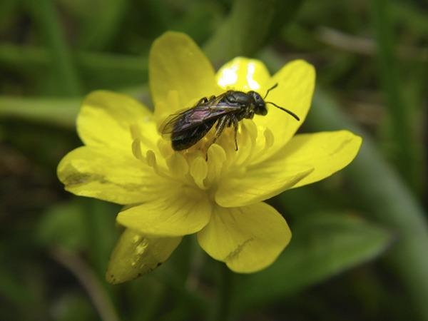 A Ceratinid bee at Iceberg Point enjoys buttercup pollen.